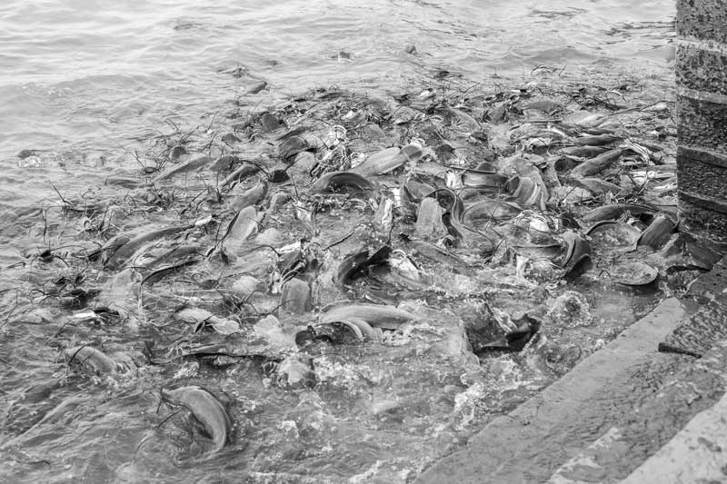 Fish in Gadisar, Jaisalmer, Rajasthan