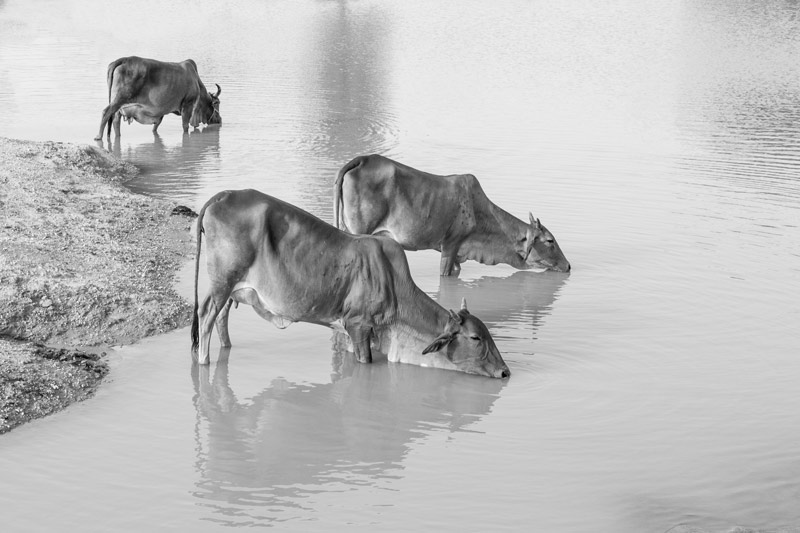 Domesticated cows quenching their thirst at a pond in Bikaner district, Rajasthan