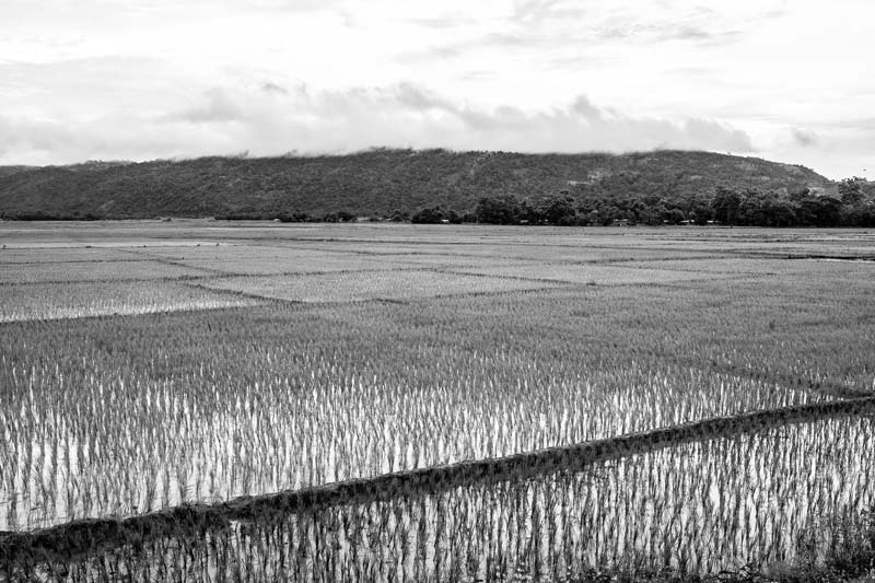 Rainfed paddy fields in Karbi-Anglong district, Assam
