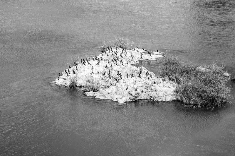 The Indian Cormorant in river Kaveri, Mysore district, Karnataka